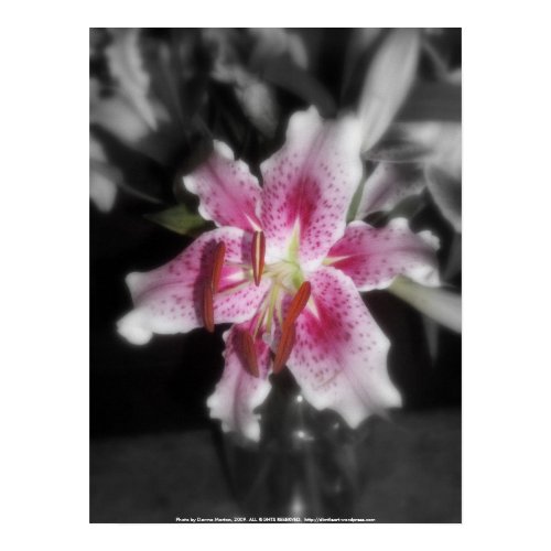 stargazer lilies #3 print