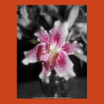 focal black and white, stargazer lily, flower,