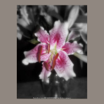 stargazer lilies #3 posters
