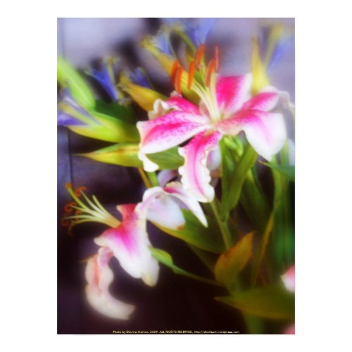 stargazer lilies #5 print