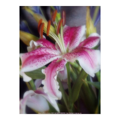 stargazer lilies #6 print