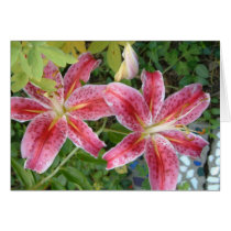 Stargazer Lilies Card