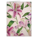 stargazer lilies, lily, botanical, flower,