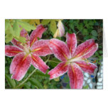 Stargazer Lilies Card
