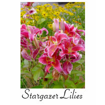 Stargazer Lilies Flowers T-shirt