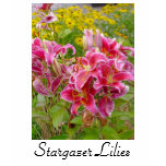 stargazer, lilies, flowers, nature, fine, art,