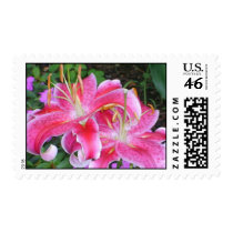 Stargazer Lillies postage