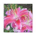 Stargazer Lilly Magnet