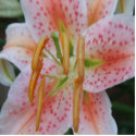 Stargazer Lilly photo sculptures by Amanda859 Stargazer Lilly photo sculptures