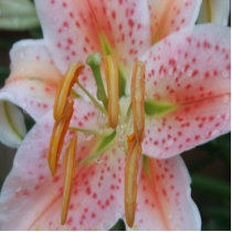 Stargazer Lilly photo sculptures by Amanda859 Stargazer Lilly photo sculptures