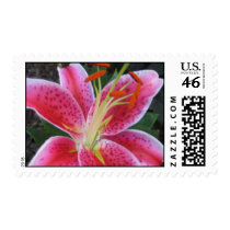Stargazer Lilly Postage Stamp
