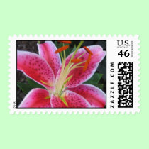 Stargazer Lilly Postage Stamp