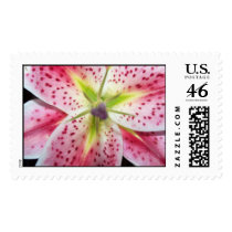 Stargazer lilly stamp by jevensen28 Stargazer lilly stamp