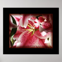 Stargazer Lily 0101 Canvas Posters