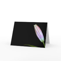 Stargazer Lily Bud cards