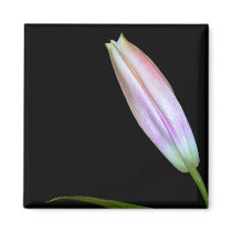Stargazer Lily Bud magnets