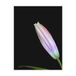 Stargazer Lily Bud Post Cards