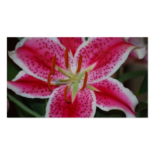 Stargazer Lily Business Cards (back side)