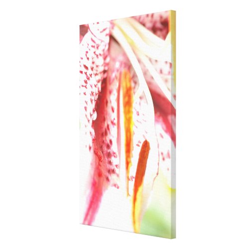 Stargazer Lily Stargazer Lily