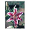 Stargazer Lily cards by WeezelTeez Stargazer Lily cards