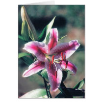Stargazer Lily cards
