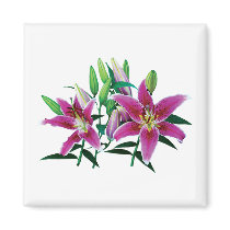Stargazer Lily Family magnets