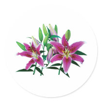 Stargazer Lily Family stickers