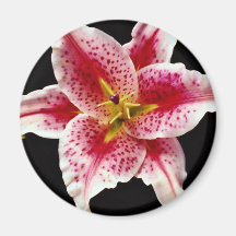Stargazer lily  flowers magnet