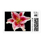 Stargazer lily  flowers stamps