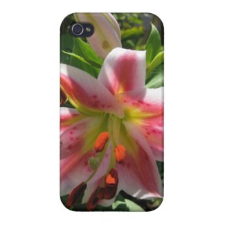 Stargazer Lily Iphone4 Case For Cell Phone Covers For iPhone 4