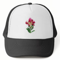 Stargazer Lily Looking Down Hats