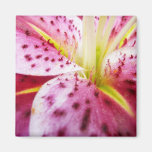 Stargazer Lily Magnet