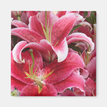 Stargazer Lily Magnets