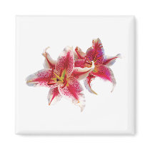 Stargazer Lily Pair magnets