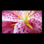 Stargazer Lily Photo Print