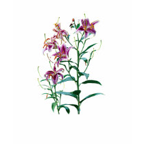 Stargazer Lily Plants Ladies t-shirts by SusanSavad Stargazer Lily Plants Ladies t-shirts