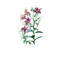 Stargazer Lily Plants Ladies t-shirts by SusanSavad Stargazer Lily Plants Ladies t-shirts