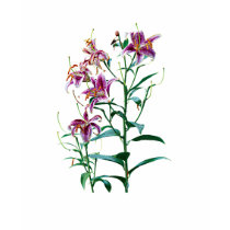 Stargazer Lily Plants Ladies t-shirts by SusanSavad Stargazer Lily Plants Ladies t-shirts