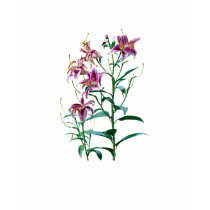 Stargazer Lily Plants Ladies t-shirts by SusanSavad Stargazer Lily Plants Ladies t-shirts