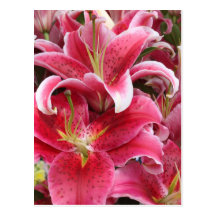 Stargazer Lily Post Cards