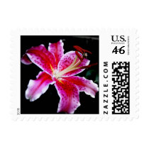 StarGazer Lily postage