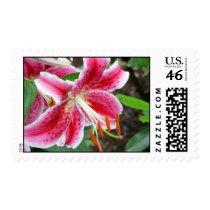 Stargazer Lily postage