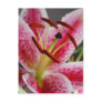 Stargazer Lily Postcards