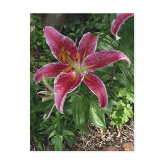 Stargazer Lily postcard