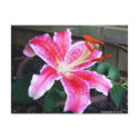Stargazer Lily postcards