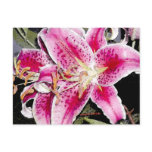 Stargazer Lily postcards