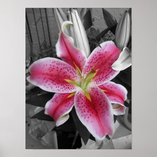 Stargazer Lily print