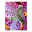 Stargazer Lily posters by photographyvicky Stargazer Lily posters