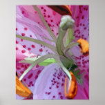 Stargazer Lily posters