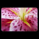 Stargazer Lily Premium Magnet